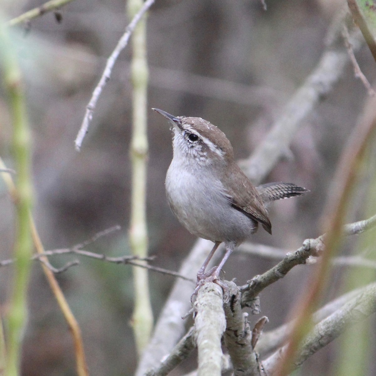 Bewick's Wren - ML623928021