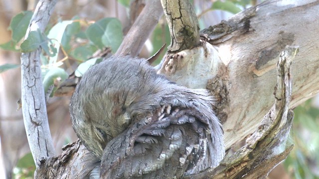 Tawny Frogmouth - ML623928045