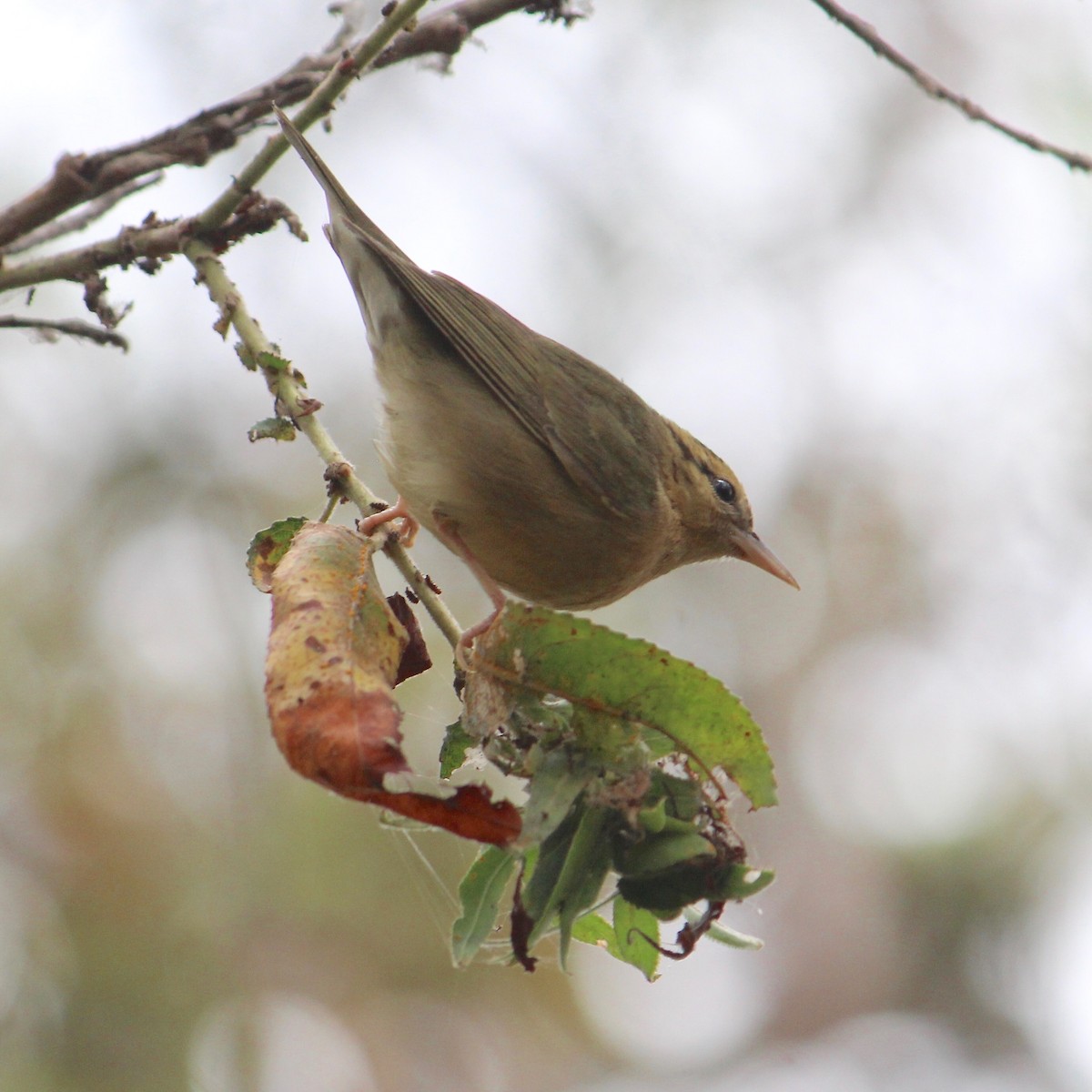 Worm-eating Warbler - ML623928048