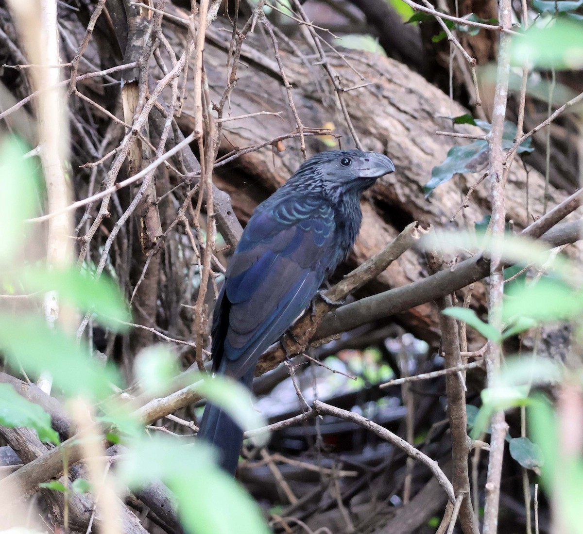 Groove-billed Ani - ML623928057