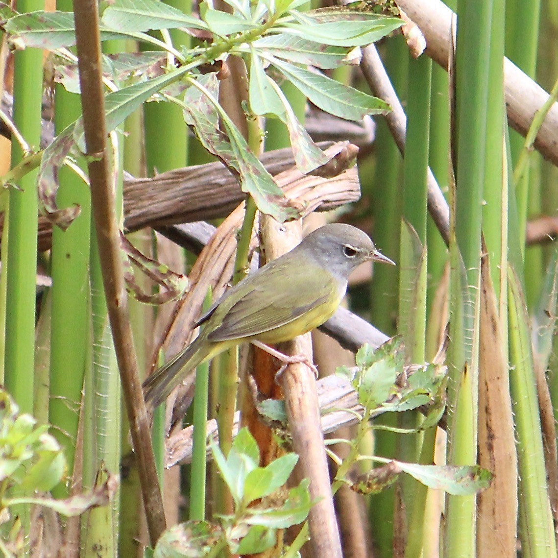 MacGillivray's Warbler - Anonymous