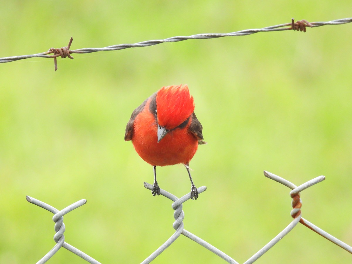 Vermilion Flycatcher (obscurus Group) - ML623928076