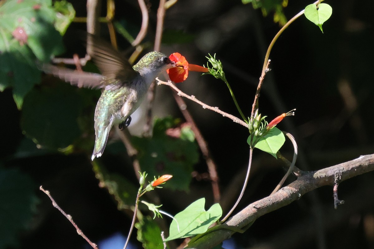 Ruby-throated Hummingbird - ML623928080