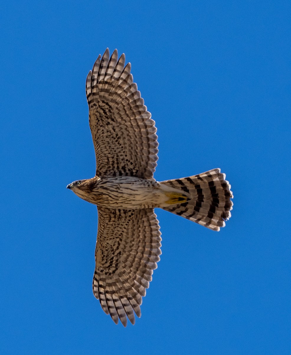 Cooper's Hawk - ML623928083