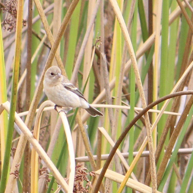 Lazuli Bunting - ML623928084