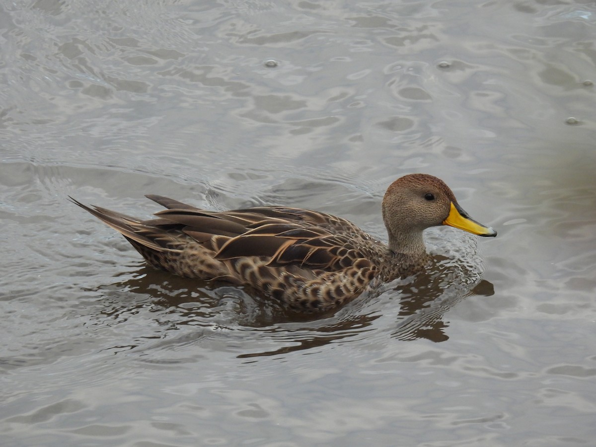 Yellow-billed Pintail - ML623928097