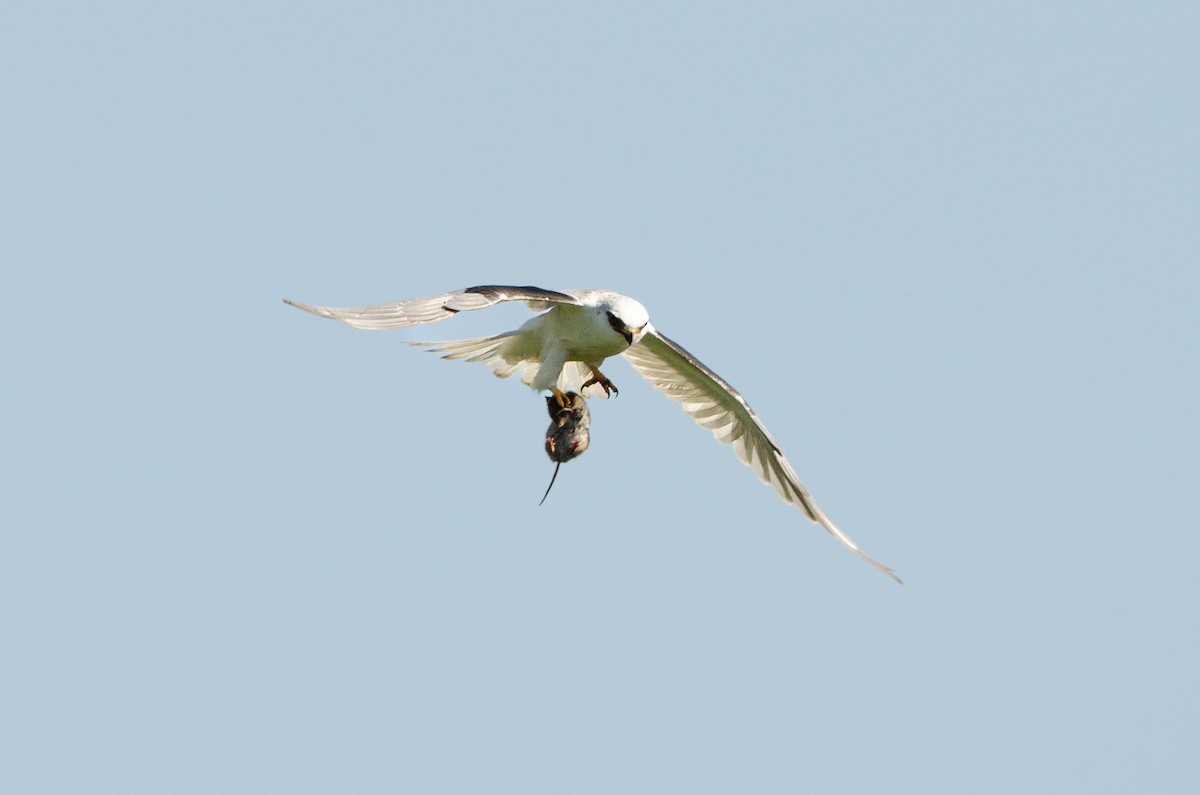 White-tailed Kite - ML623928098