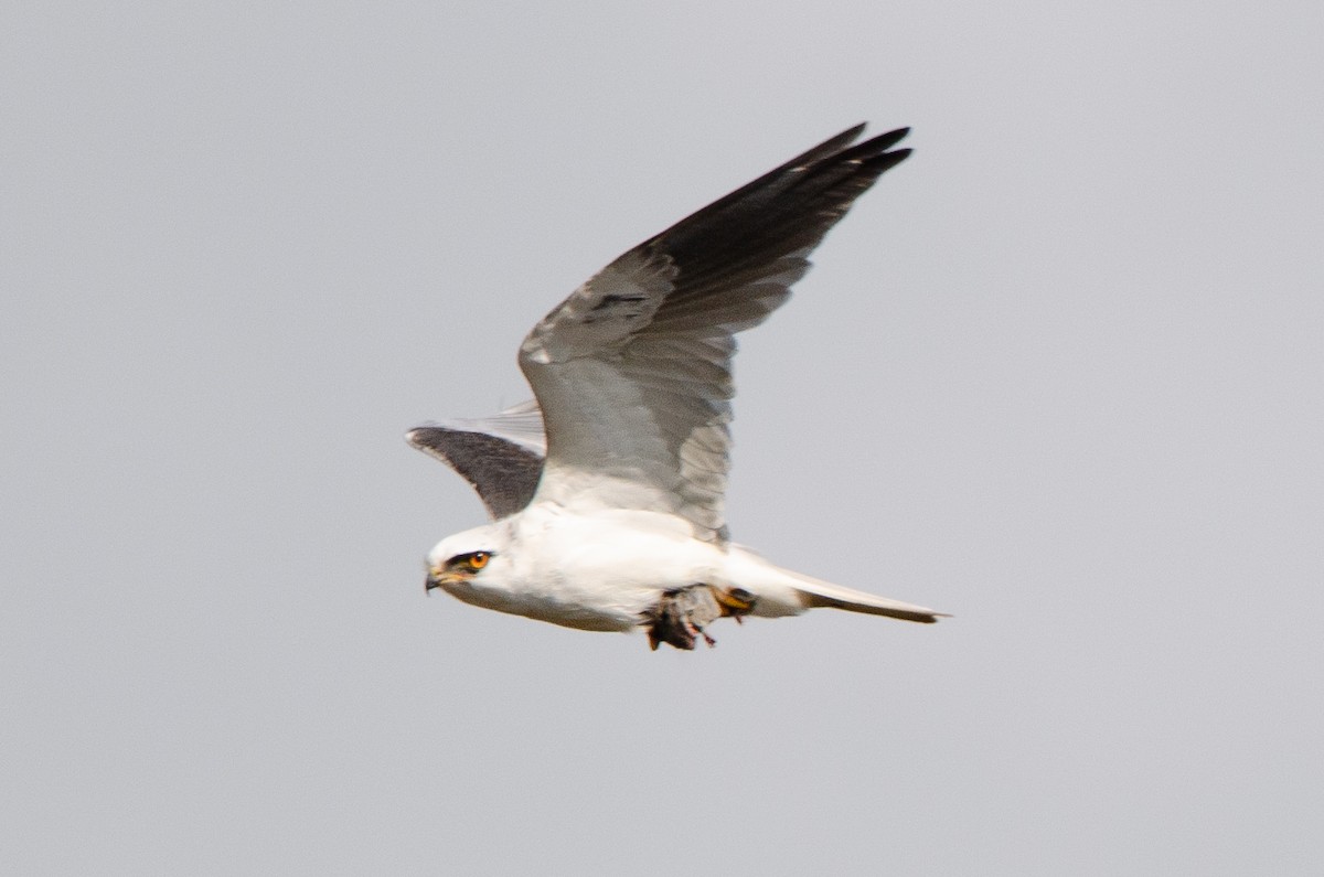 White-tailed Kite - ML623928099