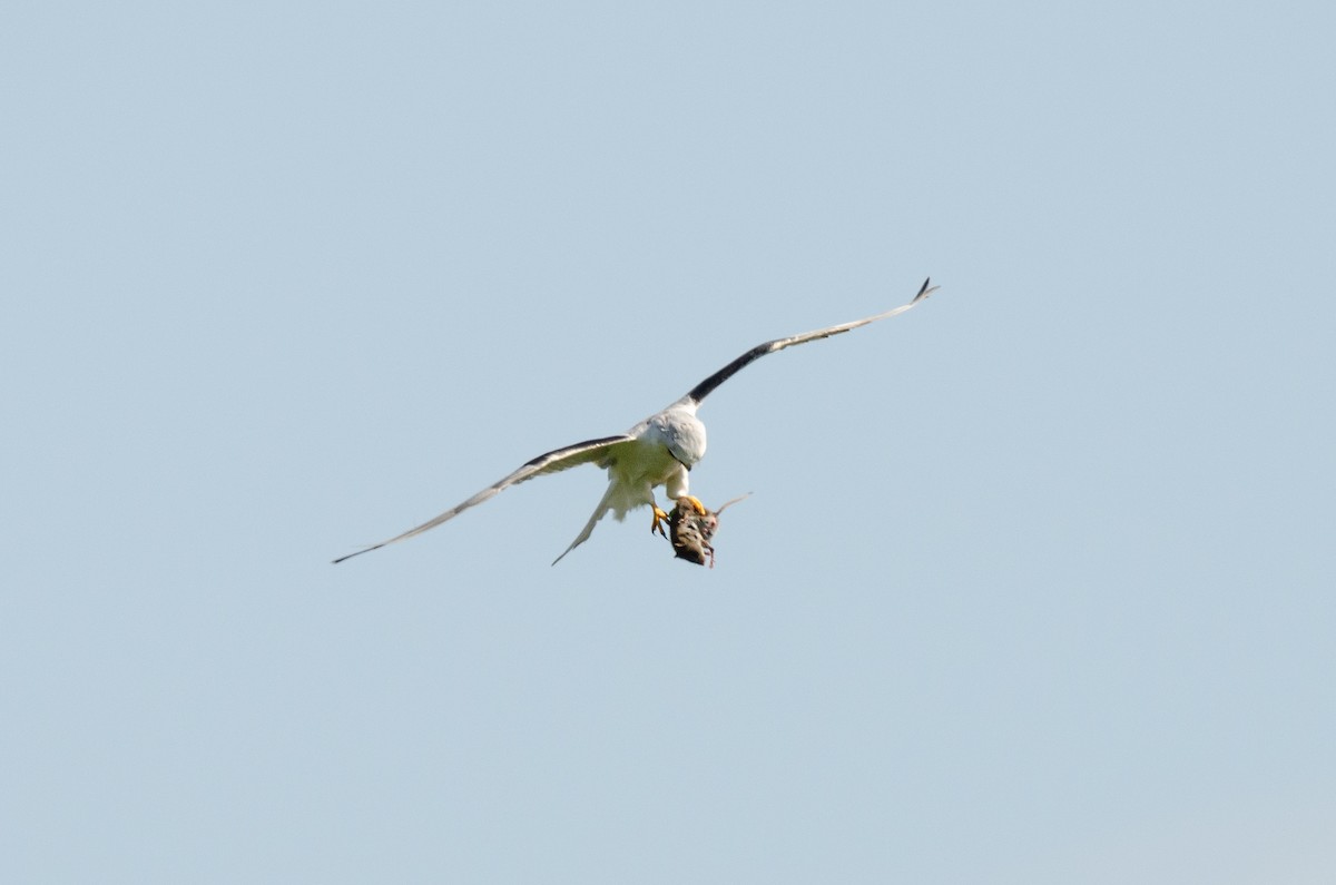 White-tailed Kite - ML623928100