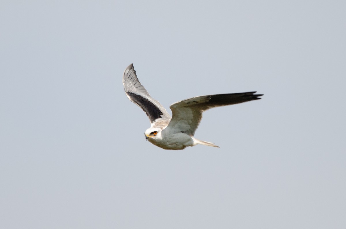 White-tailed Kite - ML623928101