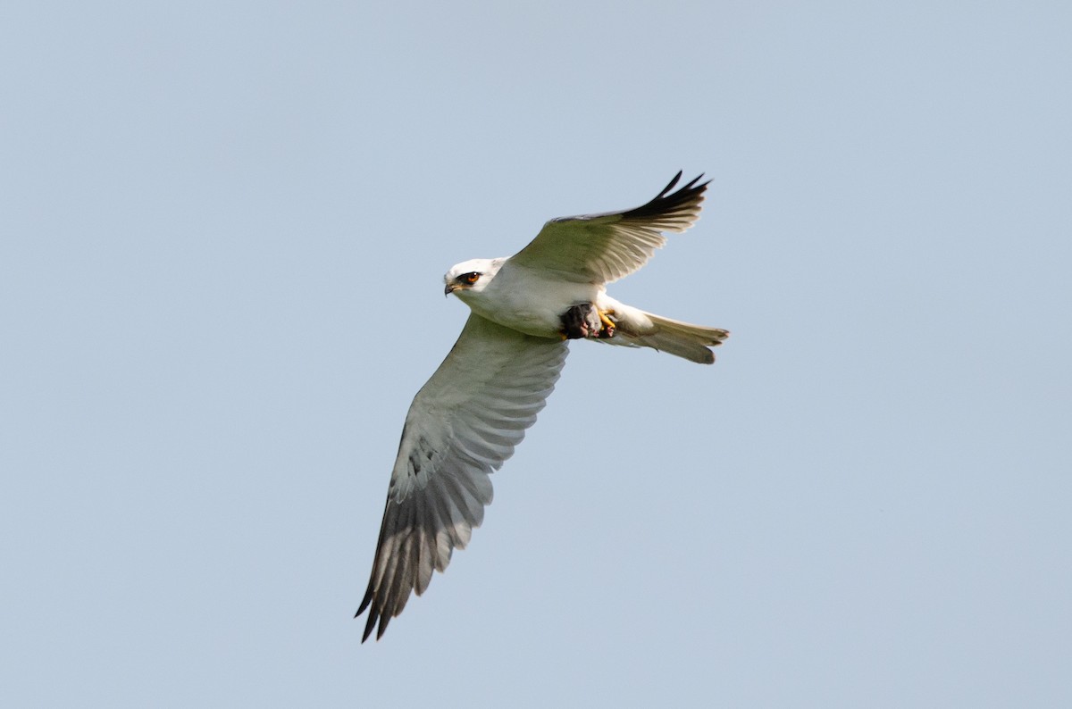 White-tailed Kite - ML623928102