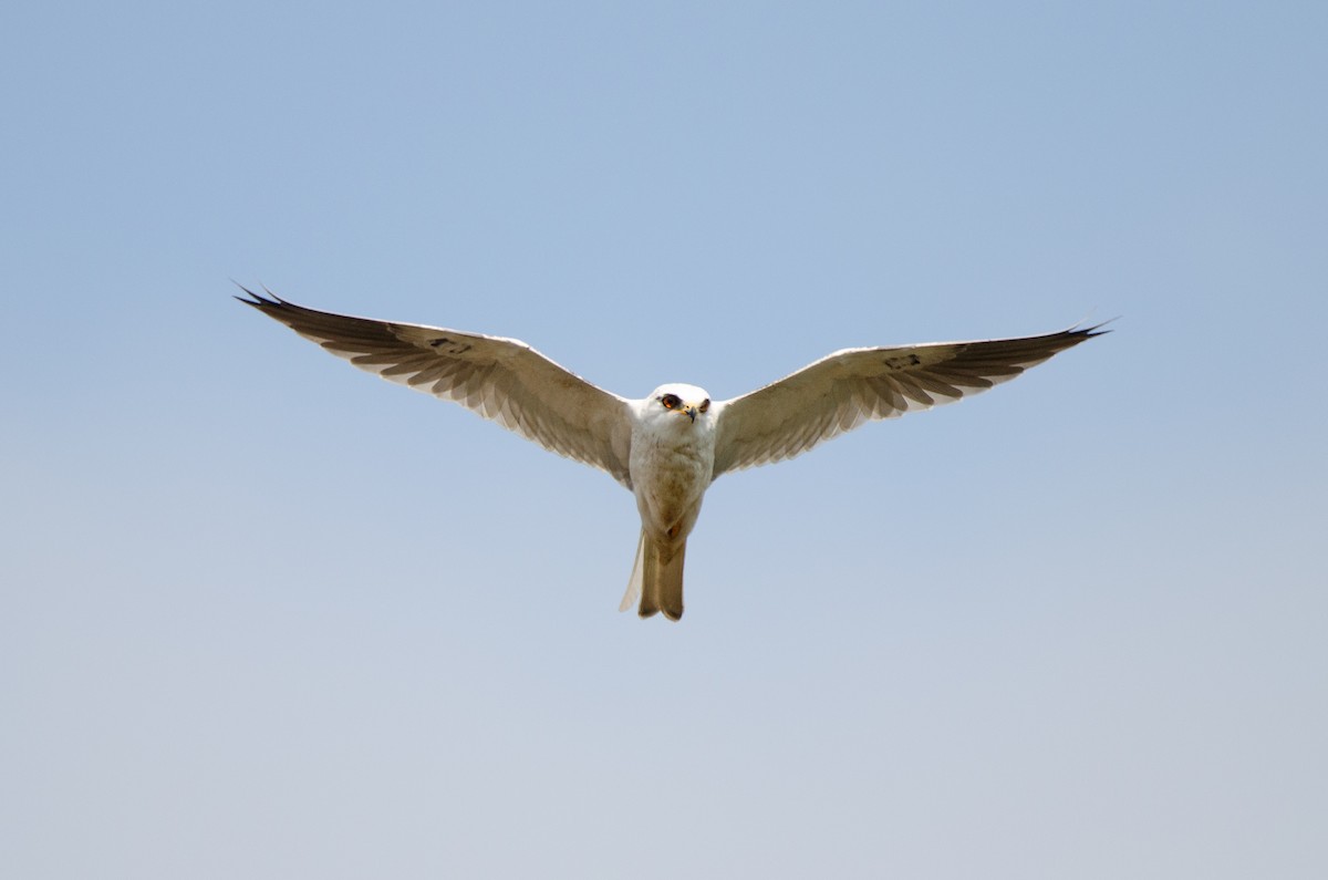 White-tailed Kite - ML623928103