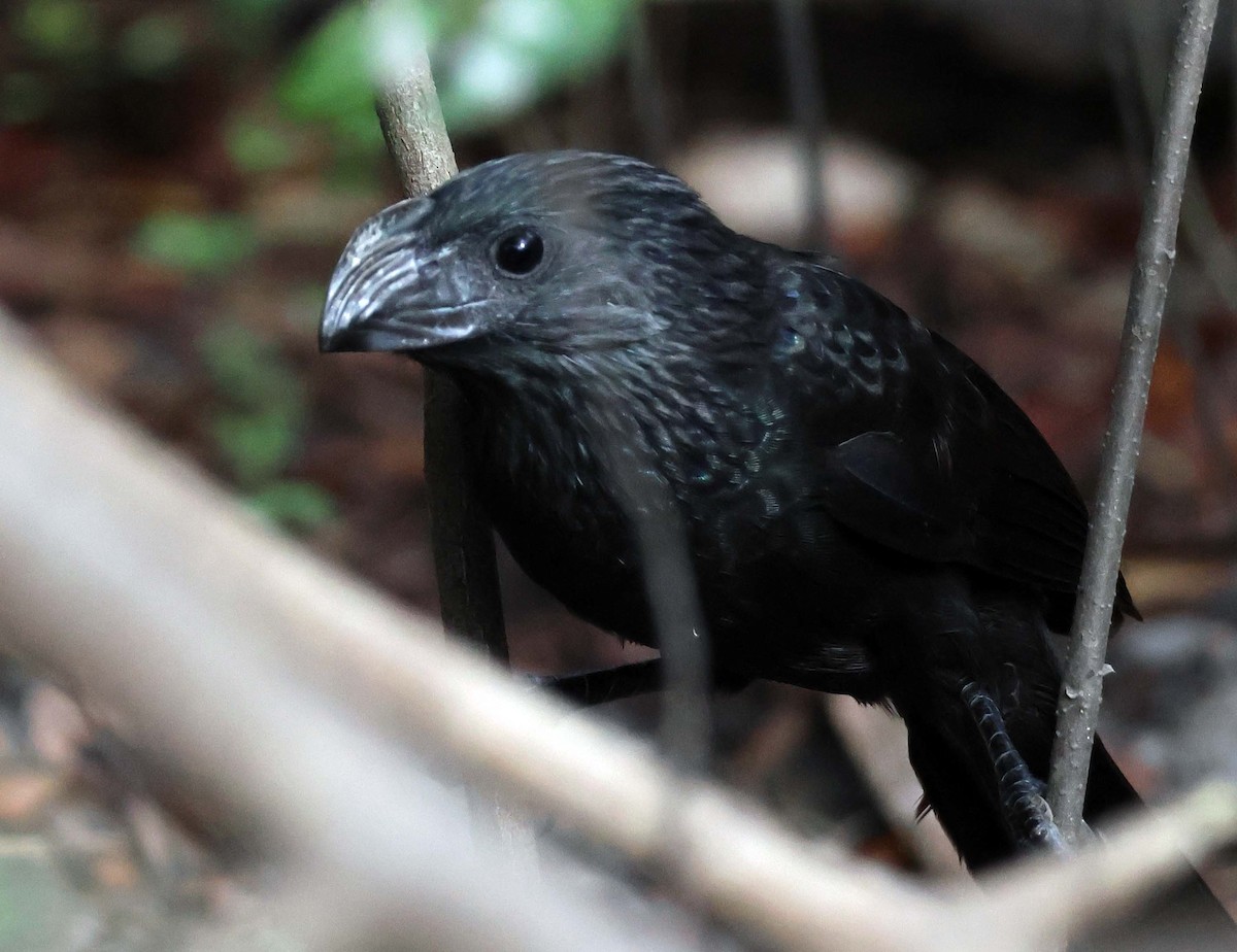 Groove-billed Ani - ML623928109