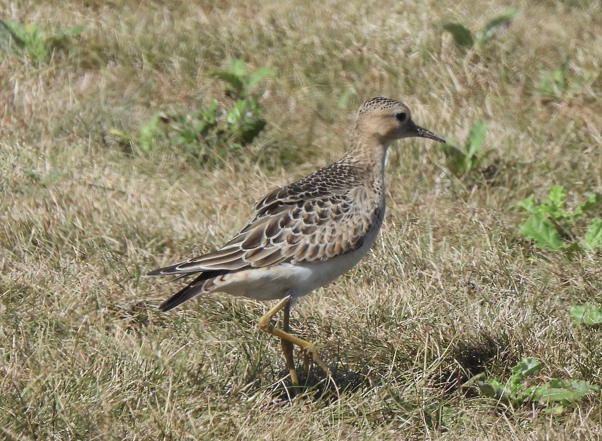 Buff-breasted Sandpiper - Colin Danch