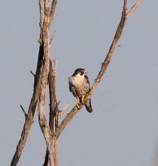 Peregrine Falcon - ML623928129