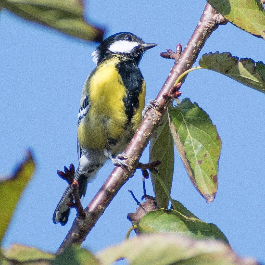 Green-backed Tit - ML623928136