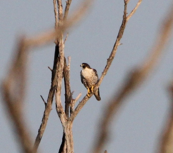 Peregrine Falcon - ML623928137