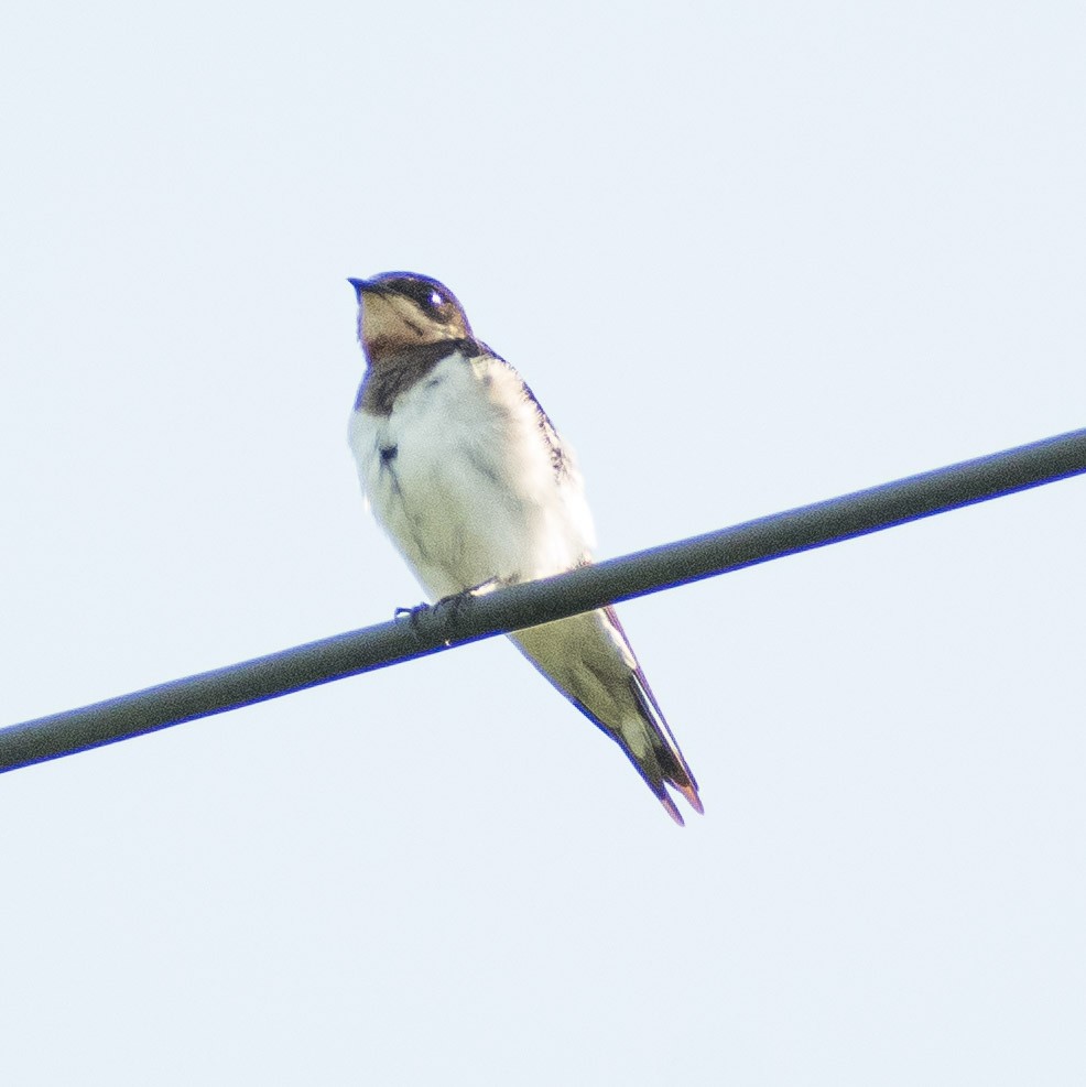 Barn Swallow - ML623928145