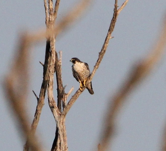 Peregrine Falcon - ML623928148