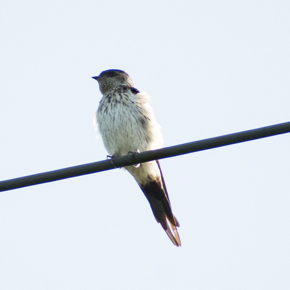 Striated Swallow - ML623928153