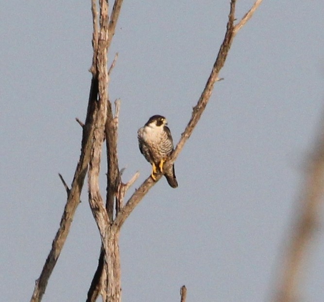 Peregrine Falcon - ML623928154