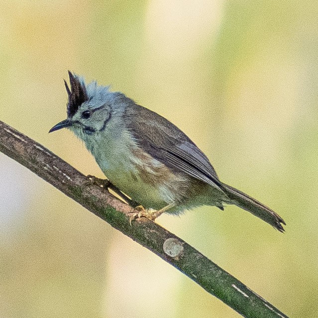 Taiwan Yuhina - ML623928164