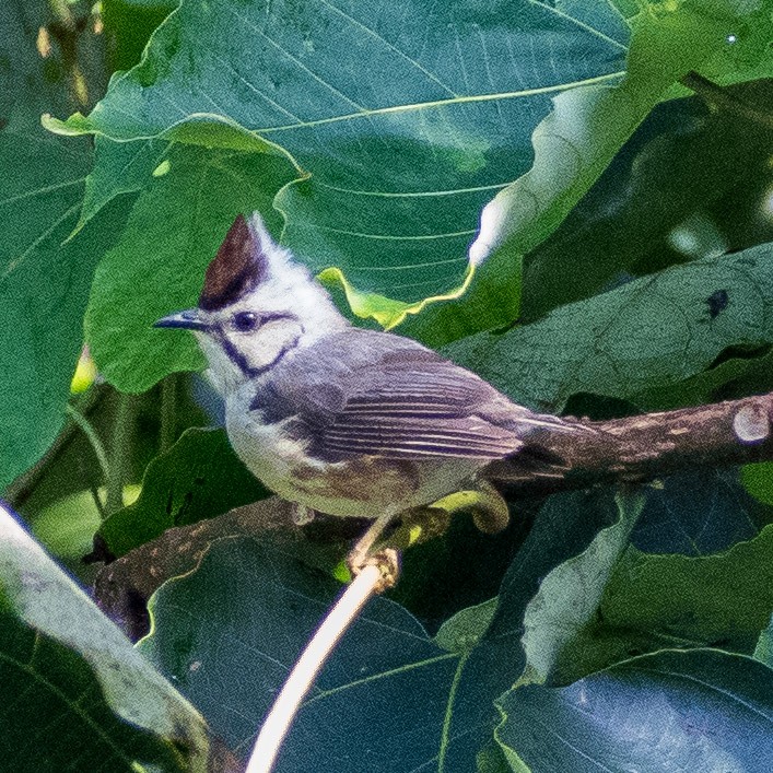 Taiwan Yuhina - ML623928165