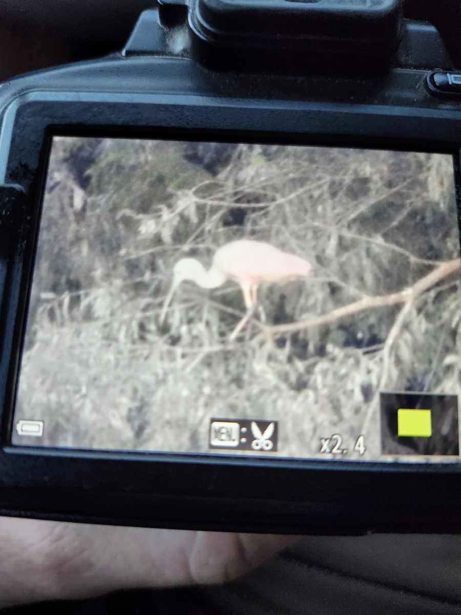 Roseate Spoonbill - Jason Strickland