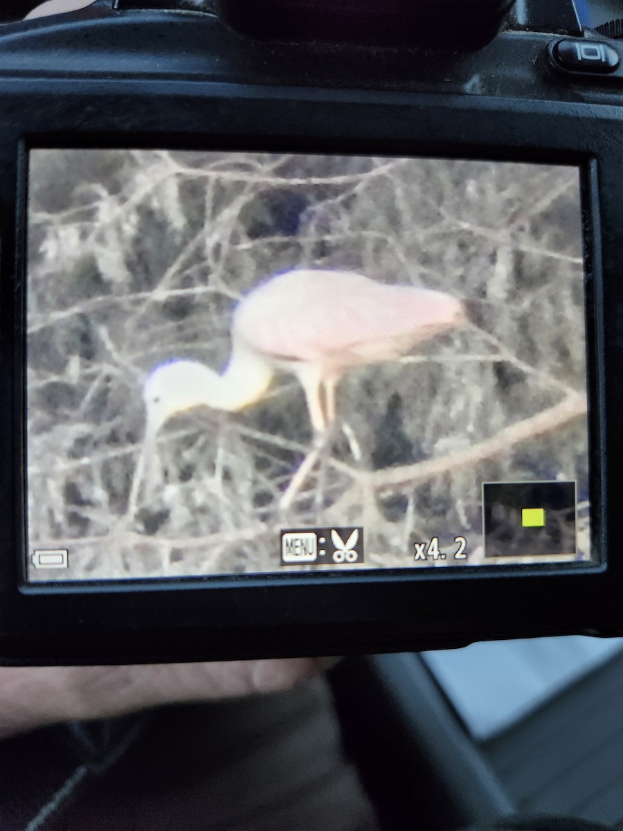 Roseate Spoonbill - Jason Strickland