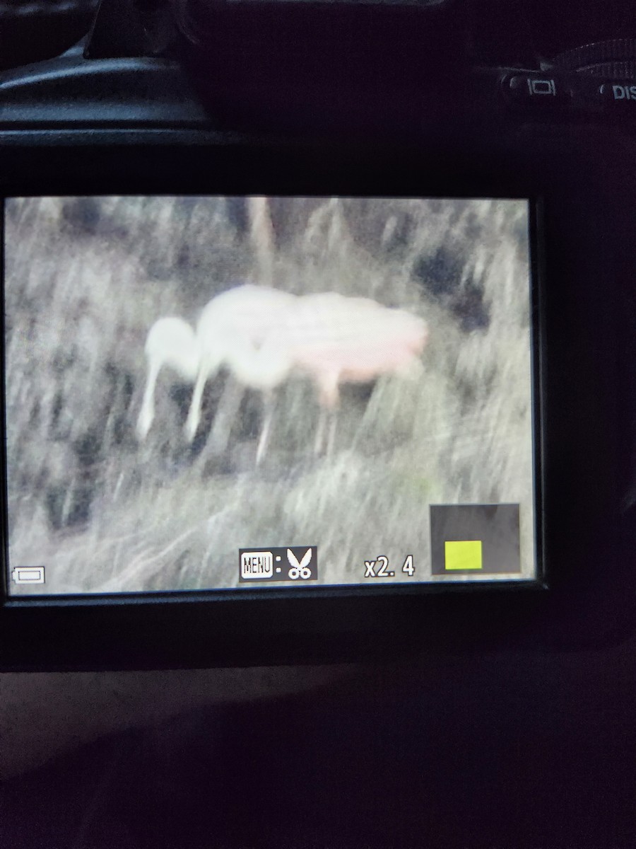 Roseate Spoonbill - ML623928170