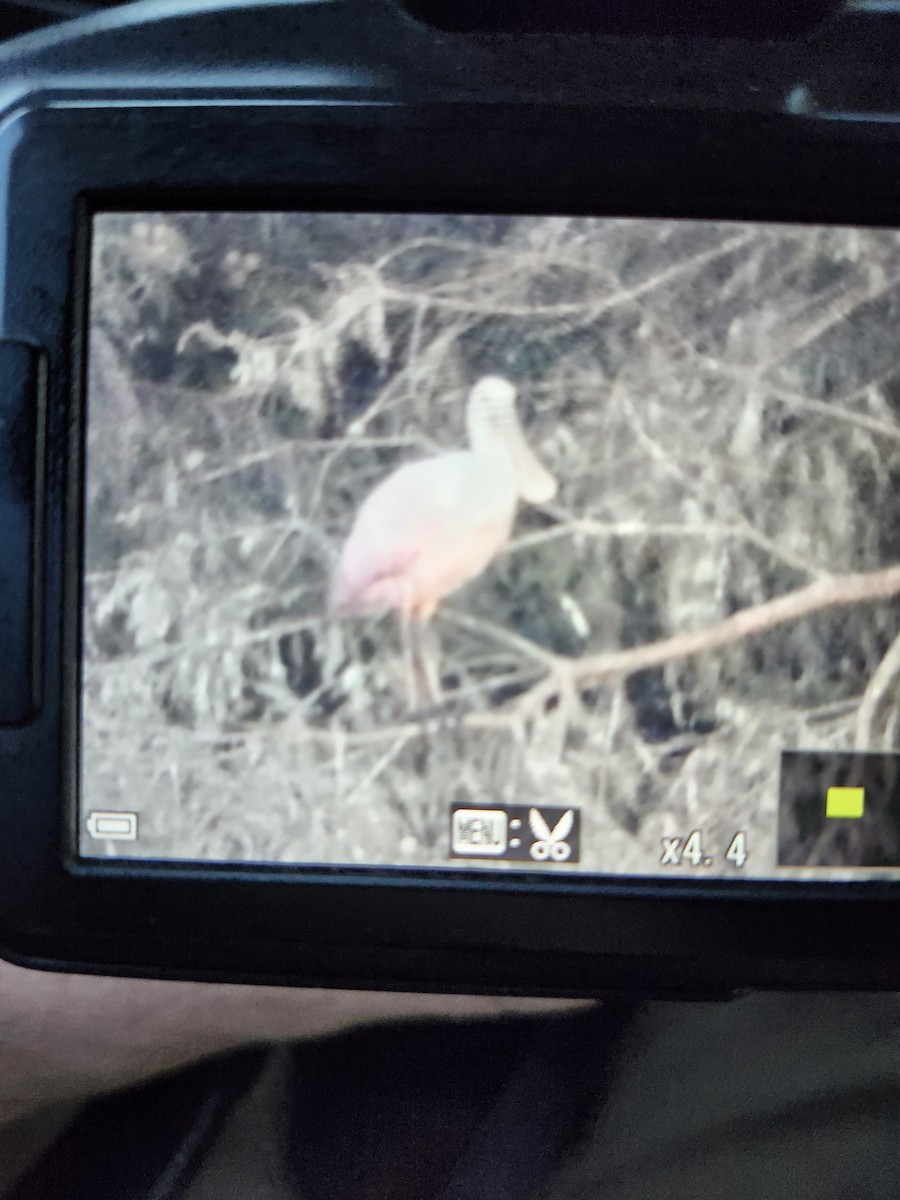 Roseate Spoonbill - ML623928171