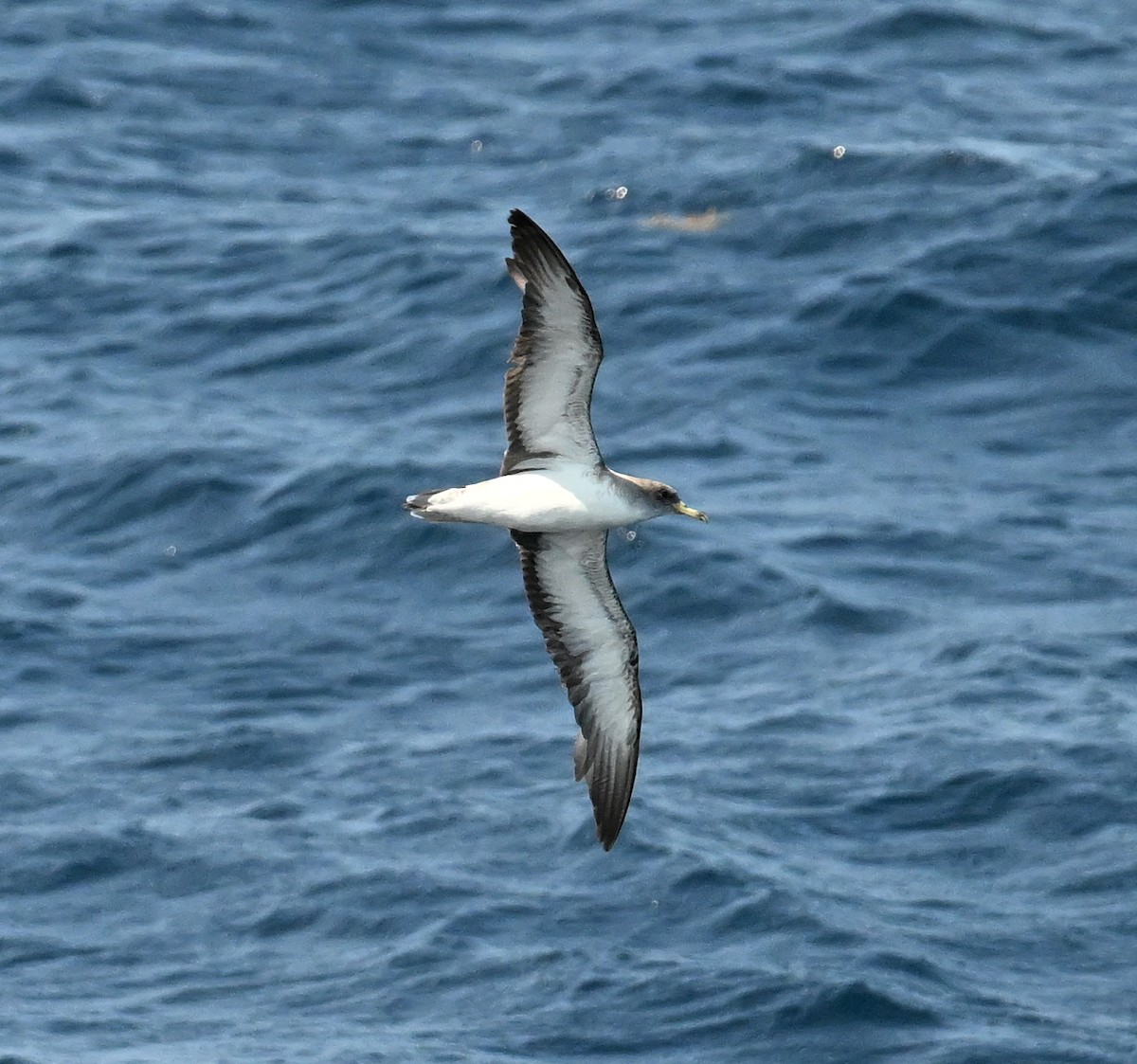 Cory's Shearwater (Scopoli's) - ML623928173