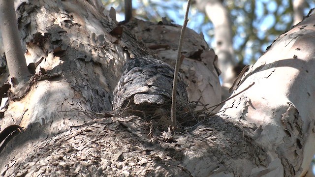 Tawny Frogmouth - ML623928185