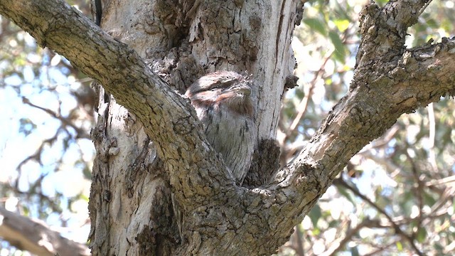 Tawny Frogmouth - ML623928187