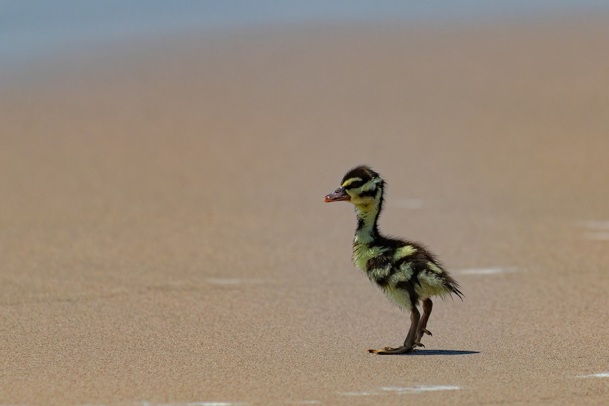 Black-bellied Whistling-Duck - ML623928193