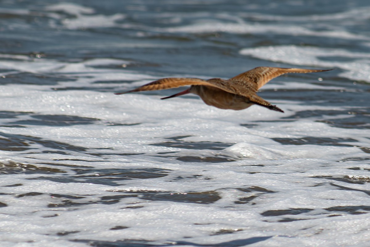 Marbled Godwit - ML623928200