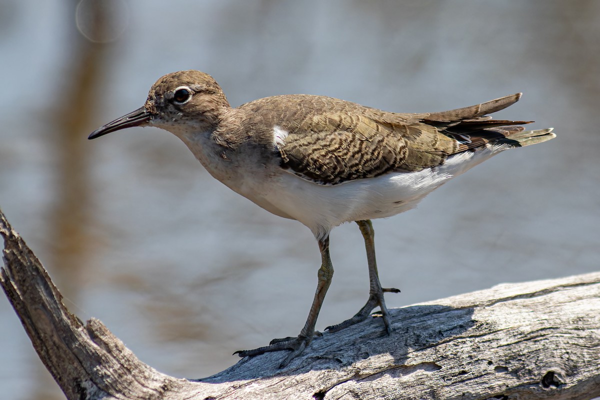 Spotted Sandpiper - ML623928212