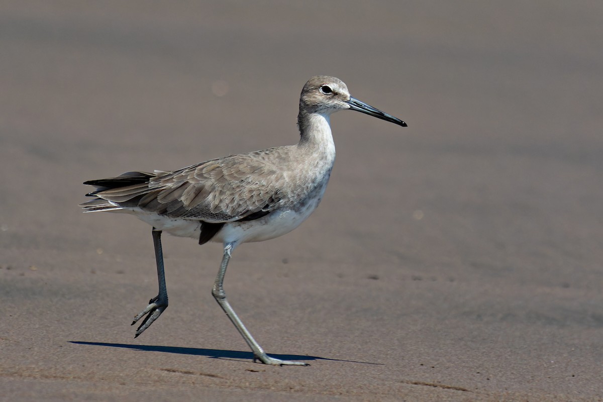 Willet - ML623928214