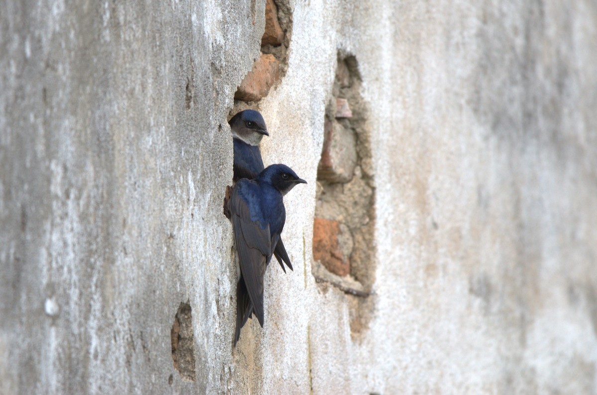 Gray-breasted Martin - ML623928215