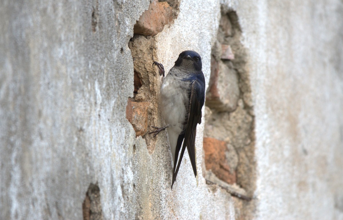 Gray-breasted Martin - ML623928217