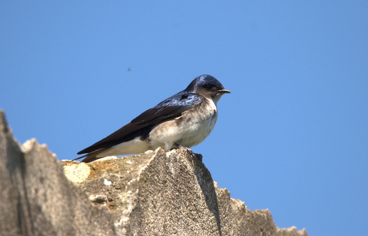 Gray-breasted Martin - ML623928218