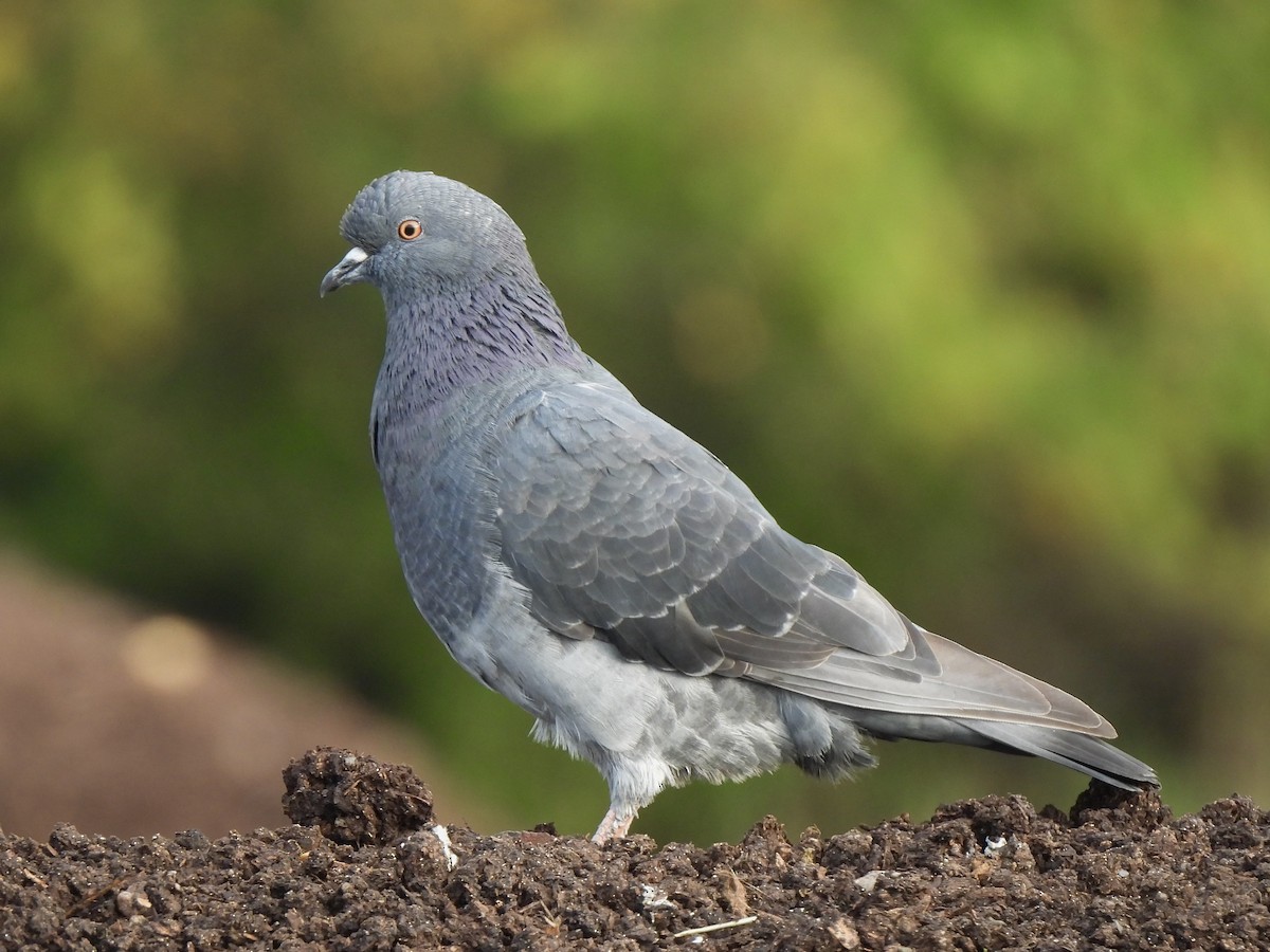 Rock Pigeon (Feral Pigeon) - ML623928245