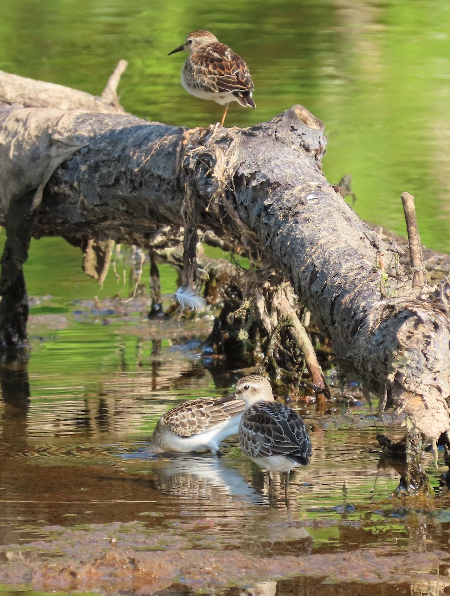 sandsnipe - ML623928253