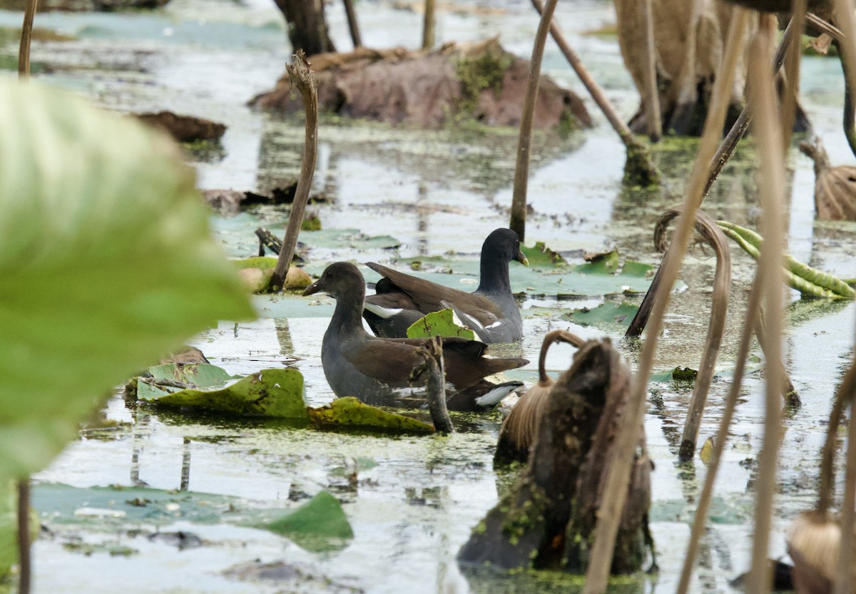 Common Gallinule - Anita Otal