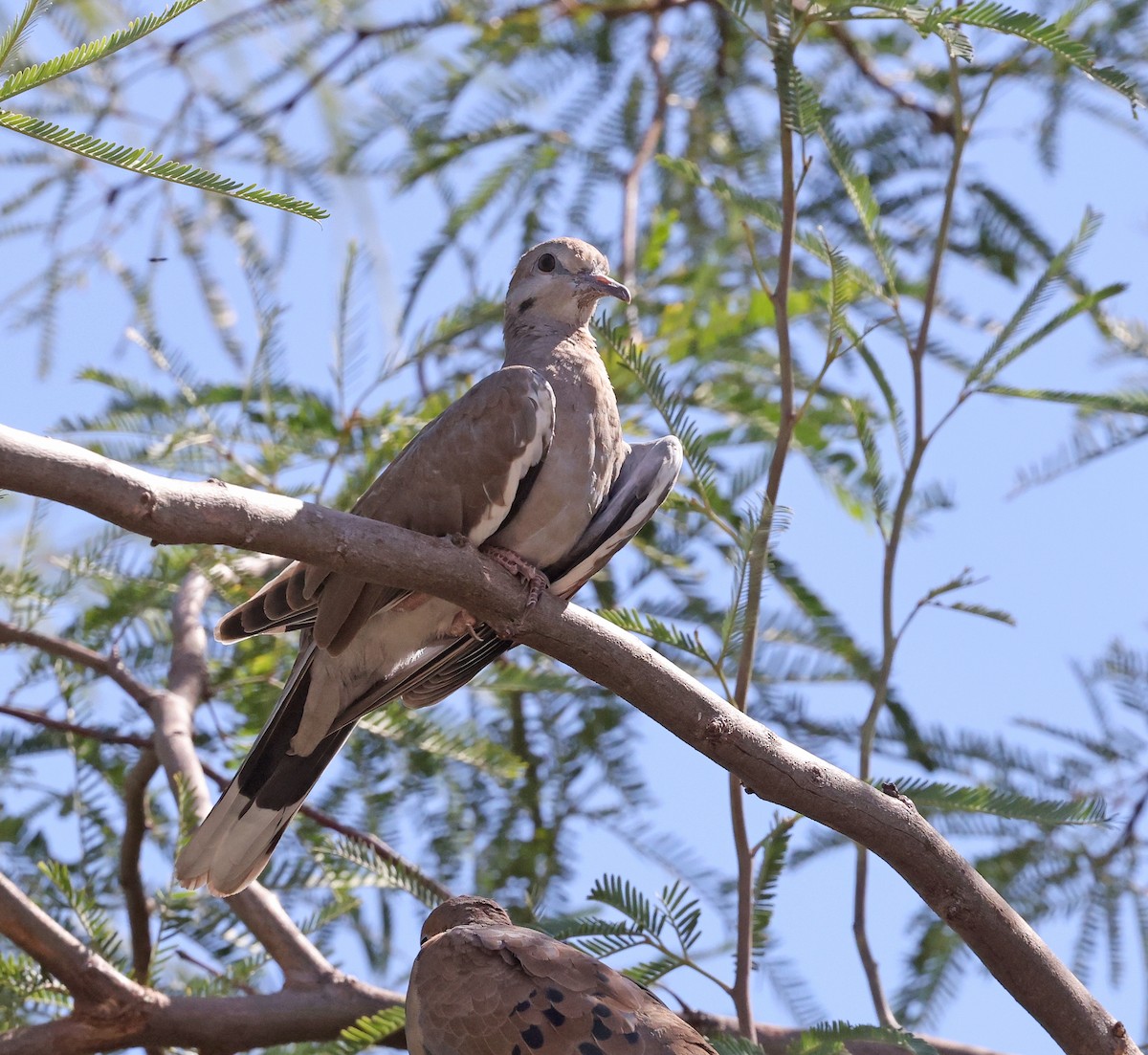 White-winged Dove - ML623928275