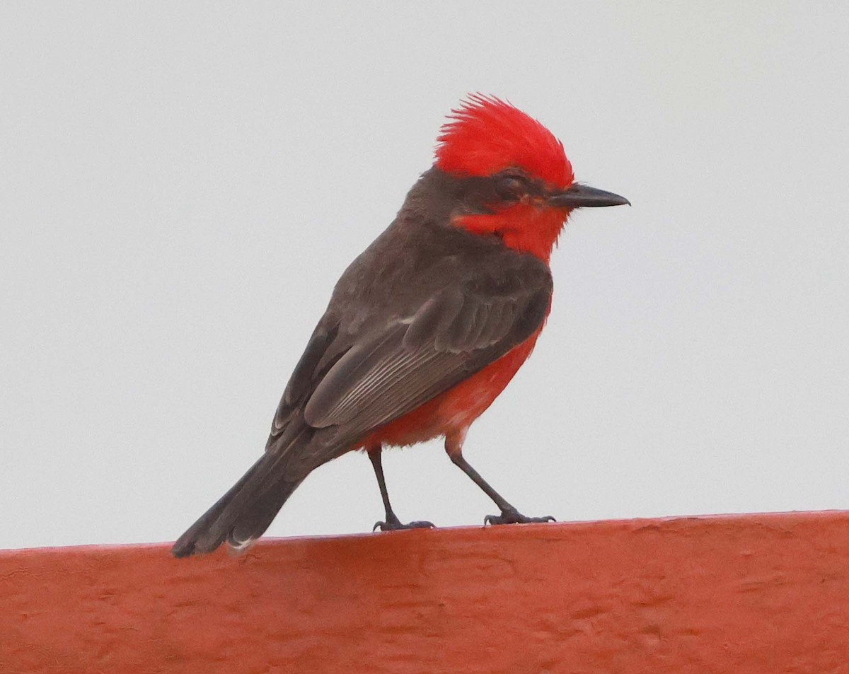 Vermilion Flycatcher - ML623928286