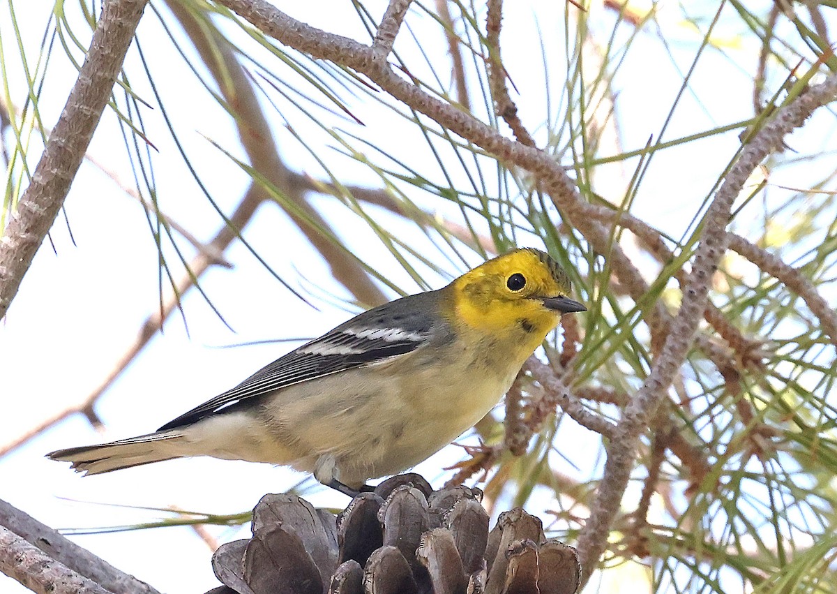 Hermit Warbler - ML623928295