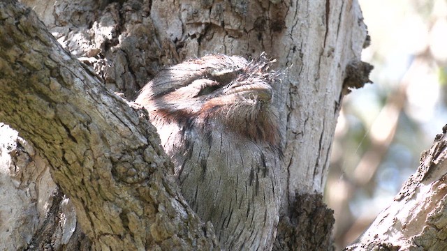 Tawny Frogmouth - ML623928296