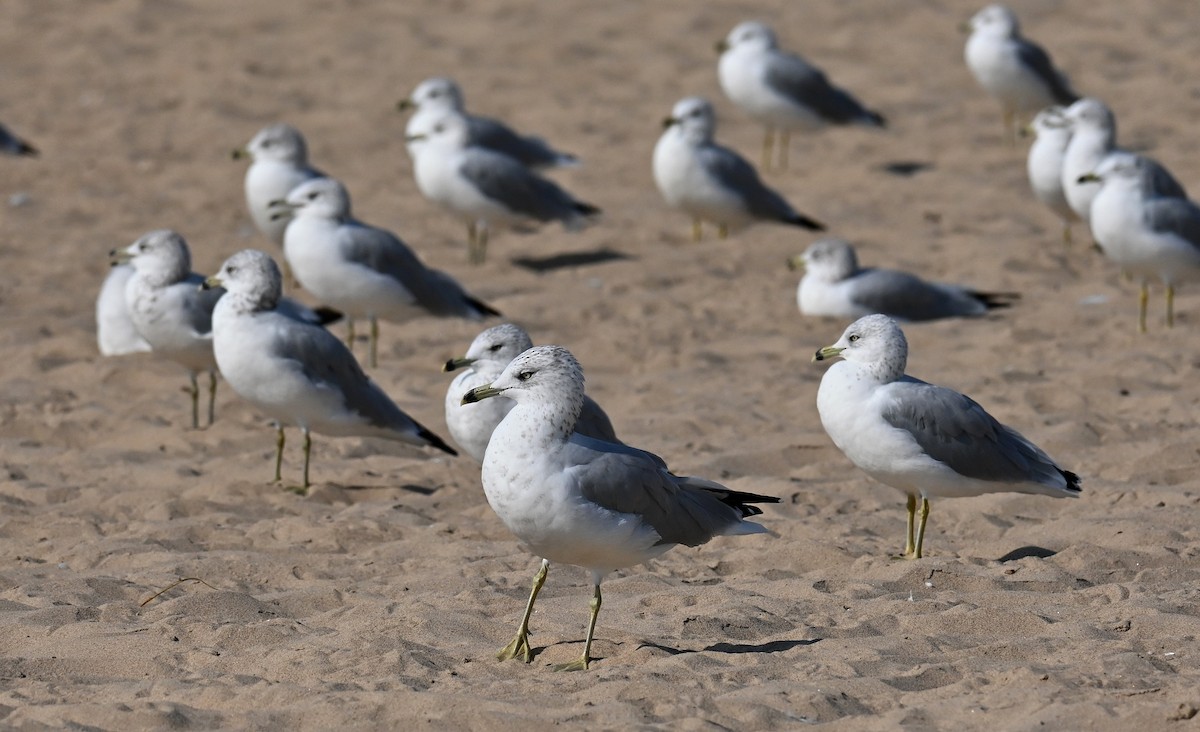 Ring-billed Gull - Tim Saylor