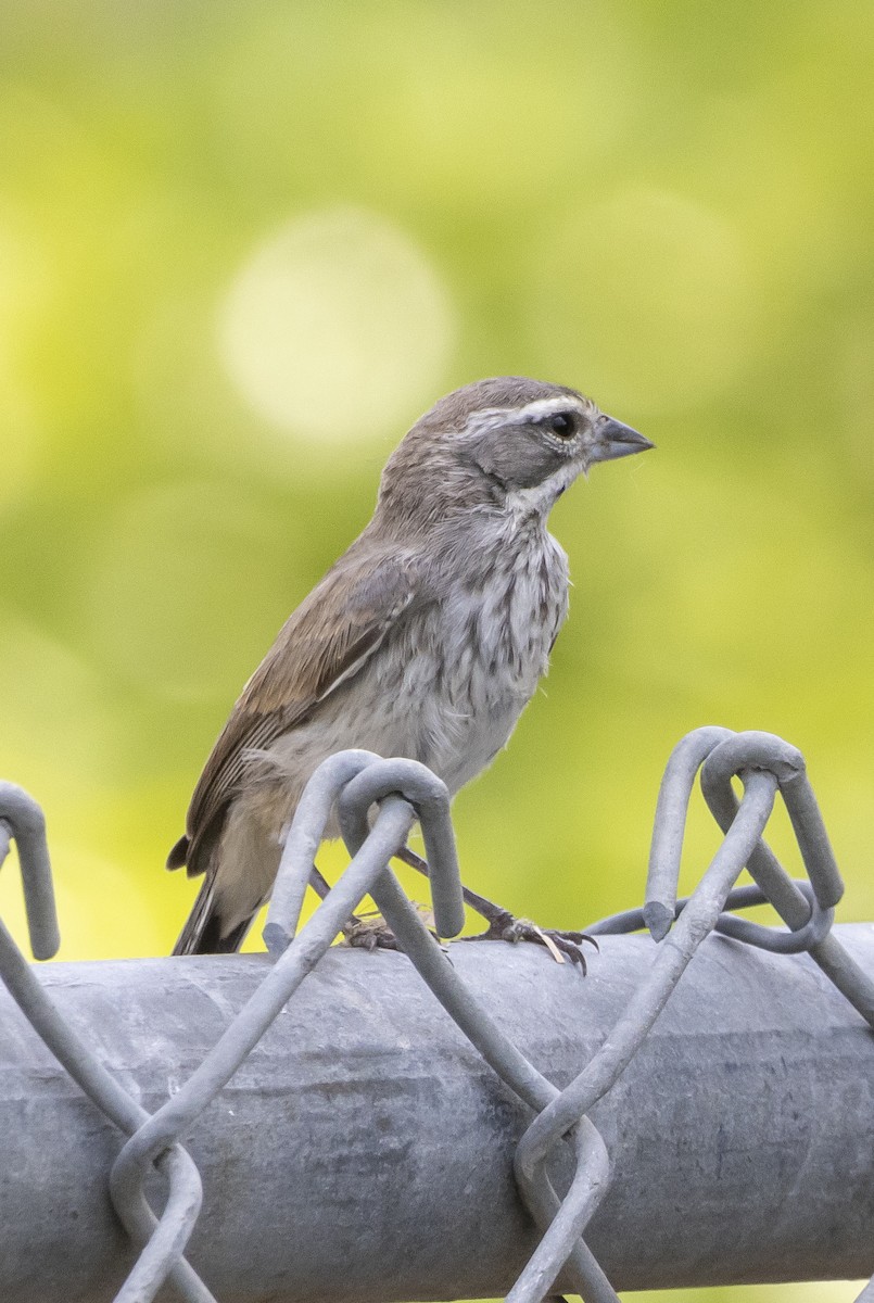 Black-throated Sparrow - ML623928312